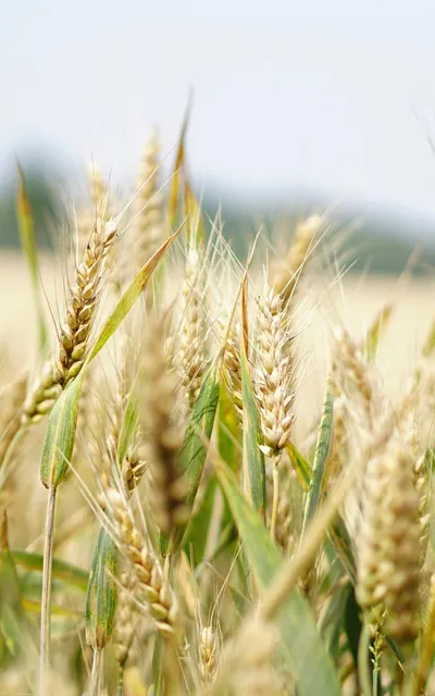 Industrial Experience Agribusiness and Agritech