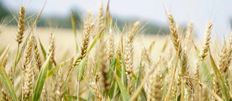 Industrial Experience Agribusiness and Agritech