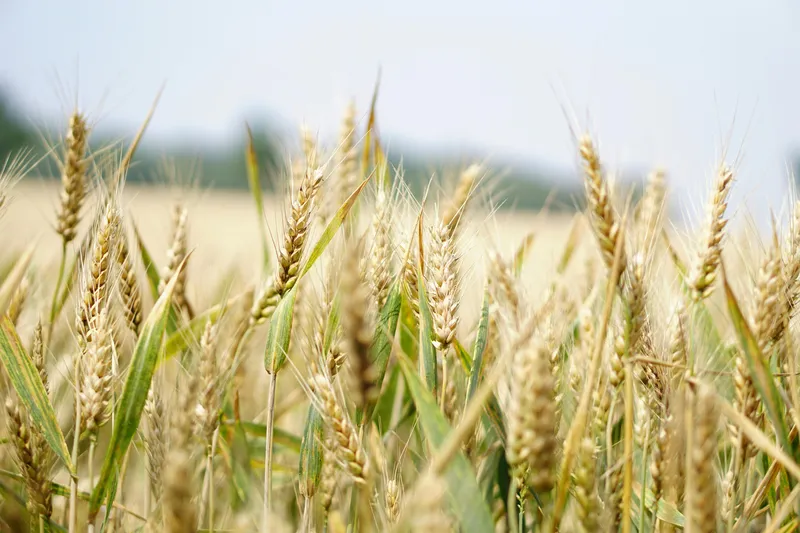 Industrial Experience Agribusiness and Agritech